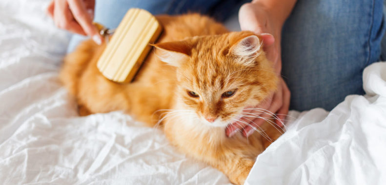 A cat lying on a bed Description automatically generated