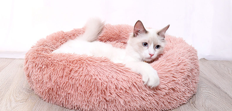 A cat lying on a pink blanket Description automatically generated