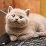 A cat sitting on the keyboard of a computer Description automatically generated