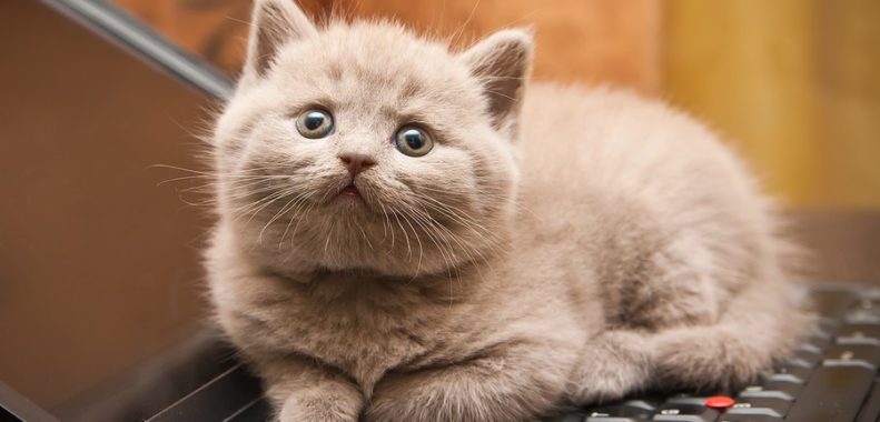 A cat sitting on the keyboard of a computer Description automatically generated