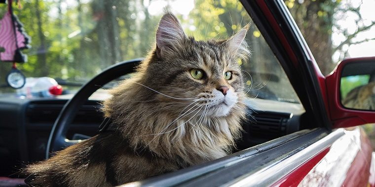 A cat sitting on top of a car window Description automatically generated