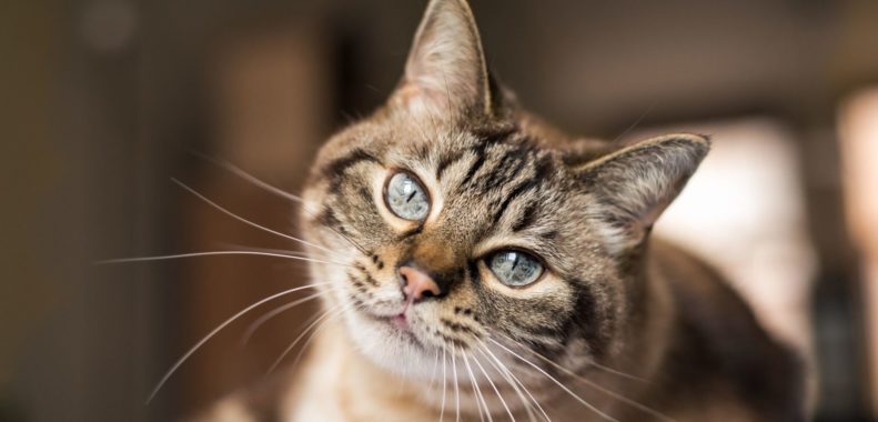 A cat that is lying down and looking at the camera Description automatically generated