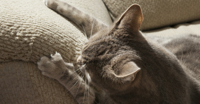 A cat that is lying down and looking at the camera Description automatically generated