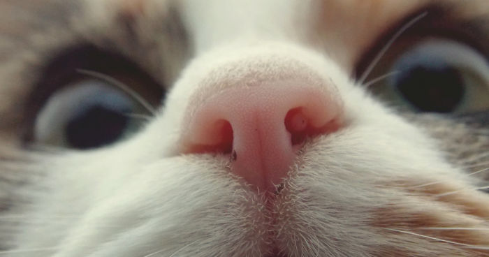 A close up of a cat face Description automatically generated