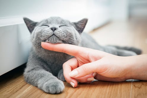 A grey and white cat sitting on a table Description automatically generated