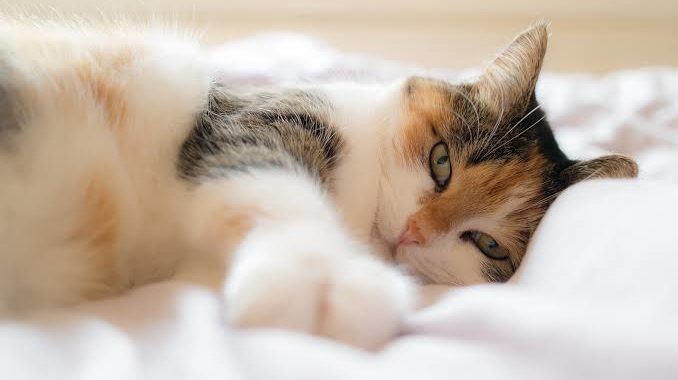 An orange and white cat lying on a bed Description automatically generated